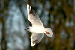 Black Headed Gull winter plumage. Wallpaper