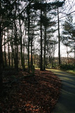Woodland Walk.
