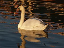 Swan on the Oxford canal, Aynho wharf, Aynho, Northants Wallpaper