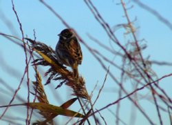 Reed bunting....emberiza schoeniclus Wallpaper