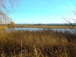 The view across the reeds to the River Ouse Wallpaper