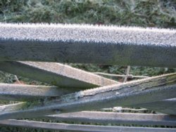 Early morning frost Wallpaper