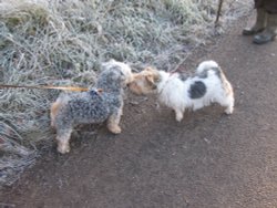 Making friends Wallpaper