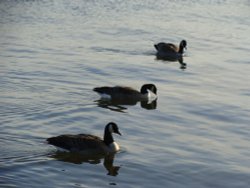 A Squadron in formation