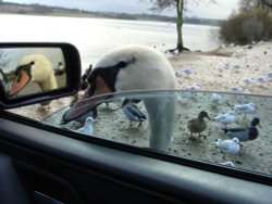He saw in the mirror that he was a very fine swan indeed!