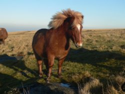 Dartmoor Pony