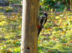 Great spotted woodpecker....dendrocopus major (female) Wallpaper