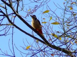 Great spotted woodpecker....dendrocopus major (female)