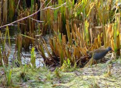 Water rail....rallus aquaticus Wallpaper
