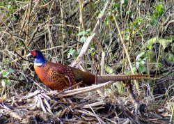 Pheasant....phasianus colchicus Wallpaper