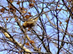 Lesser redpoll....carduelis flammea (female) Wallpaper