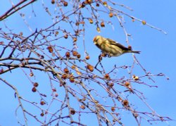 Lesser redpoll....carduelis flammea (male)