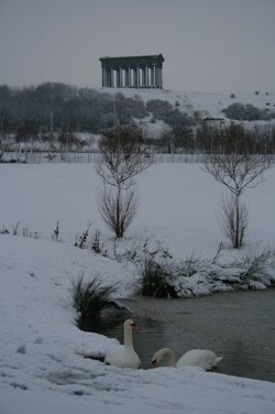 Swan Lake, Penshaw Sunderland