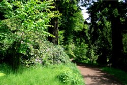 Cragside, a summers walk. Wallpaper