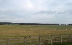 Salisbury Plain Sheep Meadow Wallpaper
