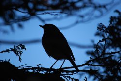 Robin sillouette