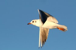 Black Headed Gull Wallpaper
