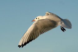 Black Headed Gull Wallpaper