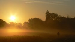 Misty Morning Wallpaper