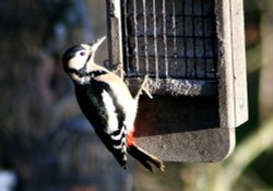 Great Spotted Woodpecker Wallpaper