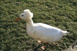 Runner Duck Wallpaper