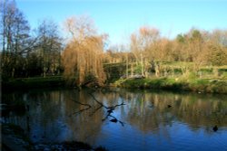 One of the ponds at the centre. Wallpaper