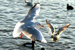 Black Headed Gull winter plumage. Wallpaper