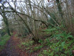 Around Up Nately Wallpaper