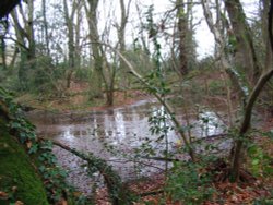 Around Up Nately Wallpaper