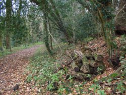 Around Up Nately Wallpaper