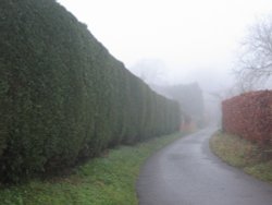 Foggy morning - 14.12.08 Wallpaper