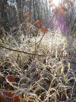 Cold and Frosty Morning at Beacon Wood, Bean