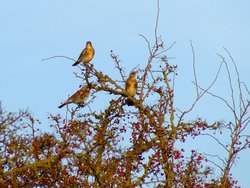 Fieldfares....turdus pilaris Wallpaper