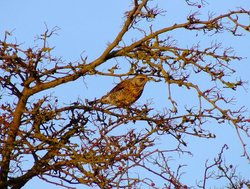 Fieldfare....turdus pilaris Wallpaper