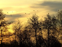 Fieldfares on the wing Wallpaper