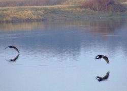 Cormorants....phalacrocorax carbo Wallpaper
