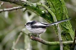 Long Tail Tit Wallpaper