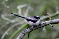 Long Tail Tit in Hawthorn Wood. Wallpaper