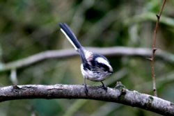Long Tail Tit in Hawthorn Wood. Wallpaper