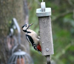 Great Spotted Woodpecker Wallpaper