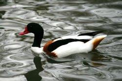 Common Shelduck Wallpaper