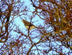 Fieldfare....turdus pilaris Wallpaper