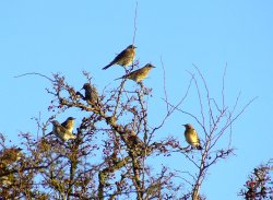 Fieldfares and starling....sturnus vulgaris Wallpaper