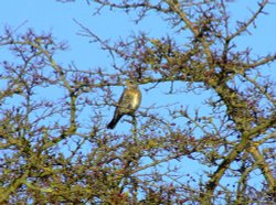 Fieldfare....turdus pilaris Wallpaper