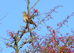 Songthrush....turdus philomelos Wallpaper