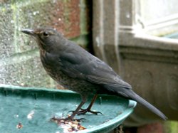 Blackbird Female. Wallpaper