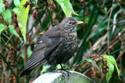 Blackbird female in my garden Wallpaper