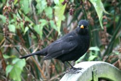 Male Blackbird in my garden Wallpaper