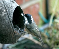 Coal Tit in my back garden. Wallpaper