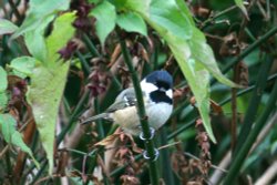 Coal Tit in my back garden. Wallpaper